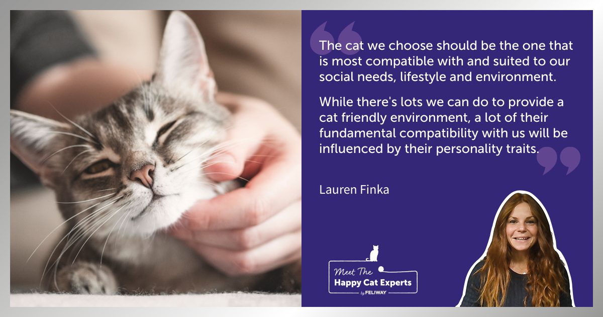 Important Cat Personality Traits: Happy Cat Expert