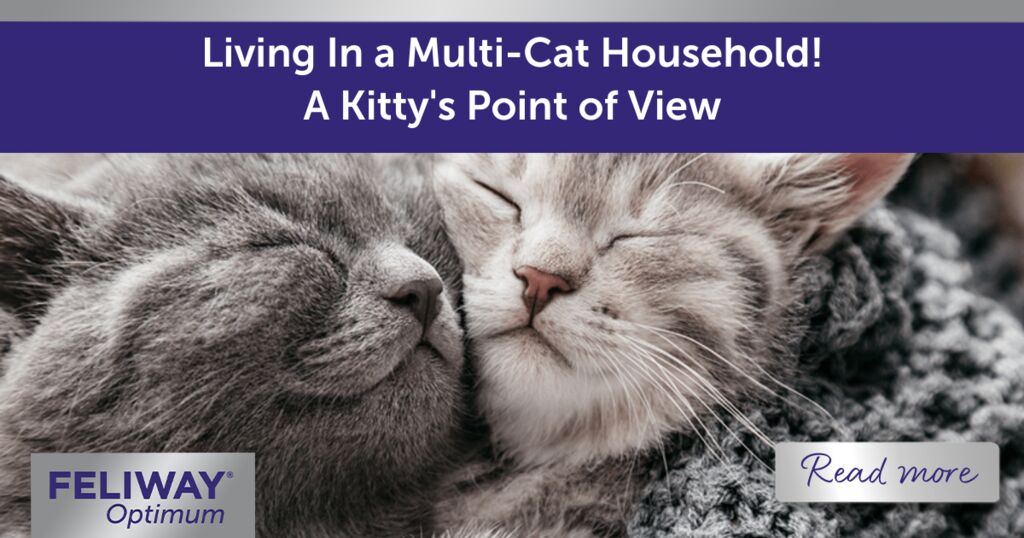 Living in a Multi-Cat Household! A Kitty’s Point of View