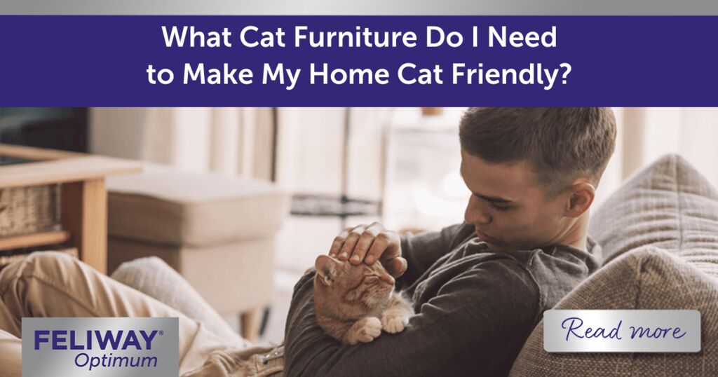 What Cat Furniture Do I Need to Make My Home Cat Friendly?