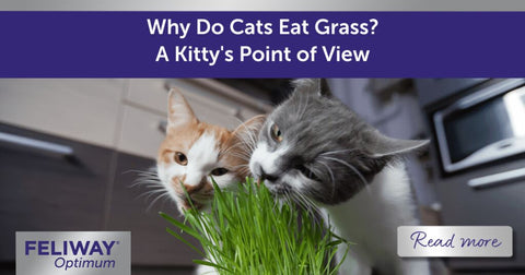 why do cat eat grass?