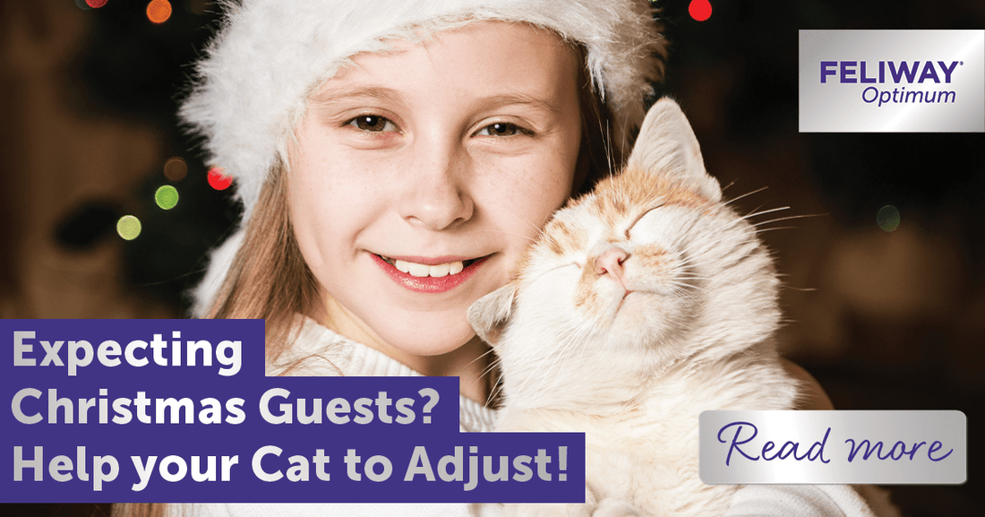 Expecting Christmas Guests? Help Your Cat to Adjust!