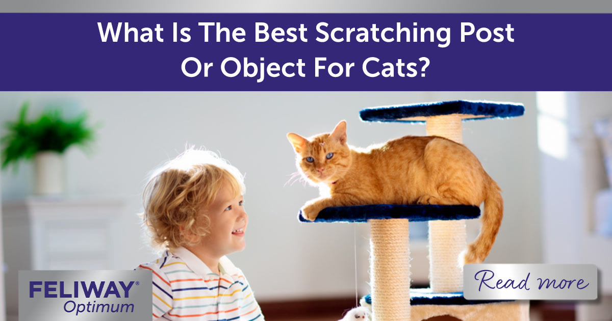 What Is The Best Scratching Post Or Object For Cats?
