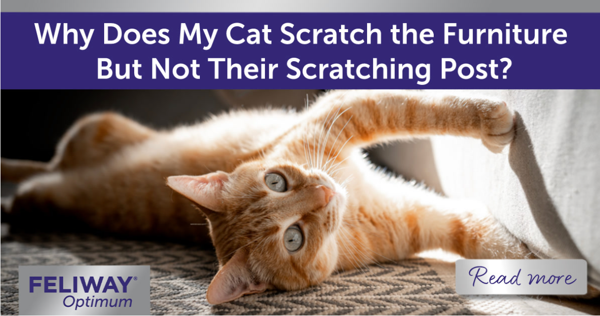 Ginger cat scratching fabric sofa. 