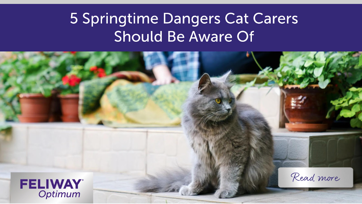 Grey cat and women sitting on the back garden steps. 
