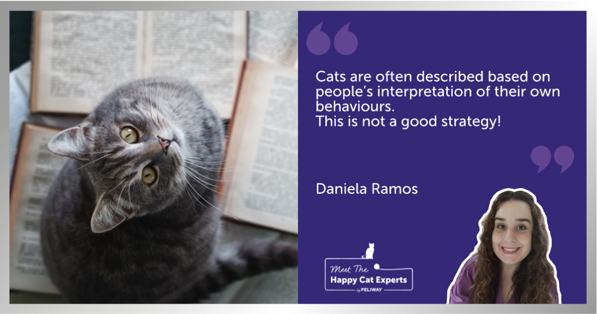  Grey cat sitting on a pile of open books.