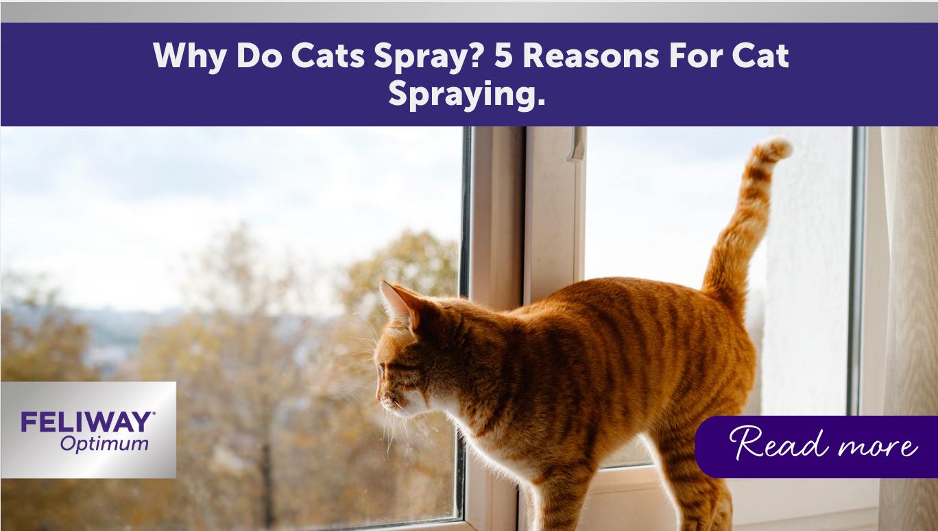 Why Do Cats Spray? 5 Reasons for Cat Spraying