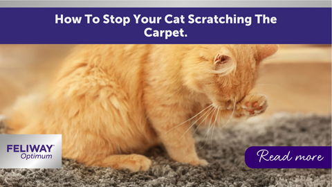 How To Stop Your Cat From Scratching the Carpet