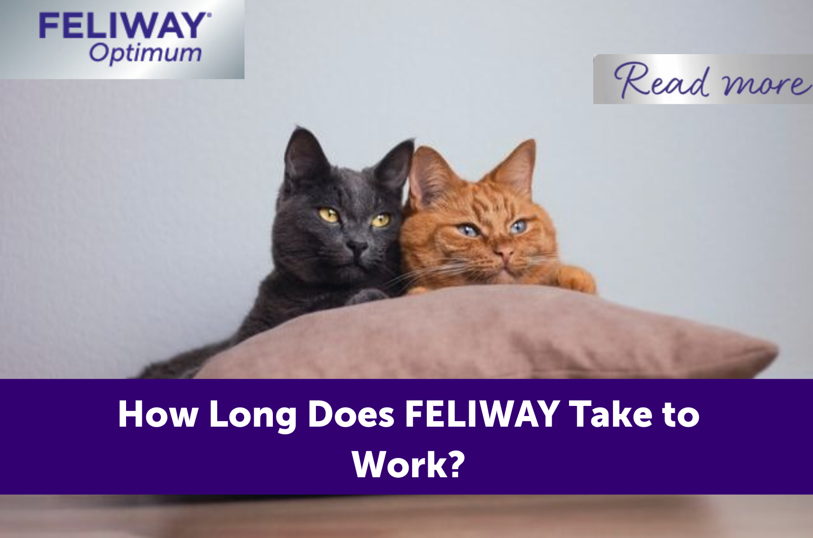 A black and ginger cat lying together on a pillow.