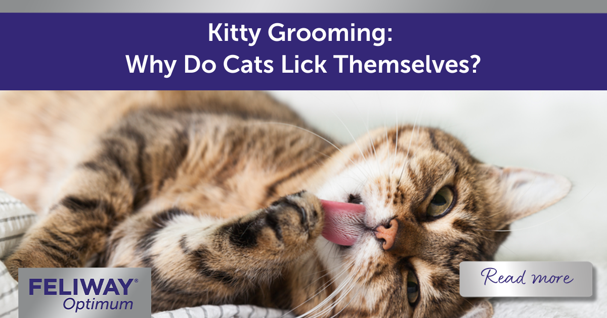 Kitty Grooming Why Do Cats Lick Themselves? Feliway UK
