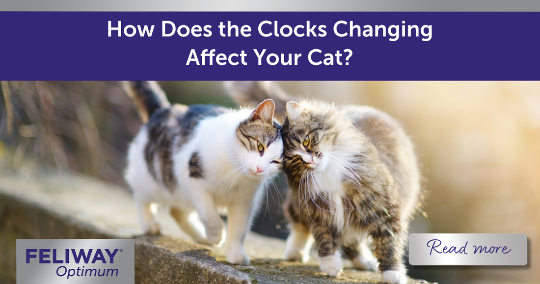 Will the Clocks Changing Affect My Cat
