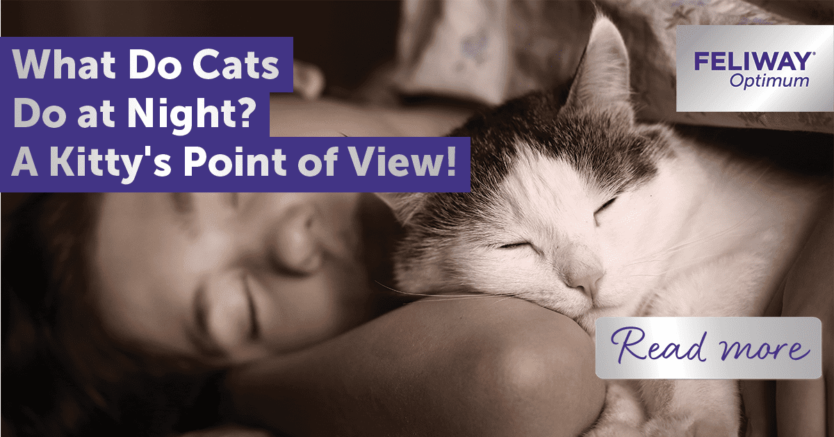 What Do Cats Do at Night? A Kitty's Point of View!
