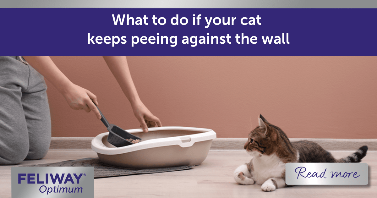 What To Do If Your Cat Keeps Peeing Against the Wall