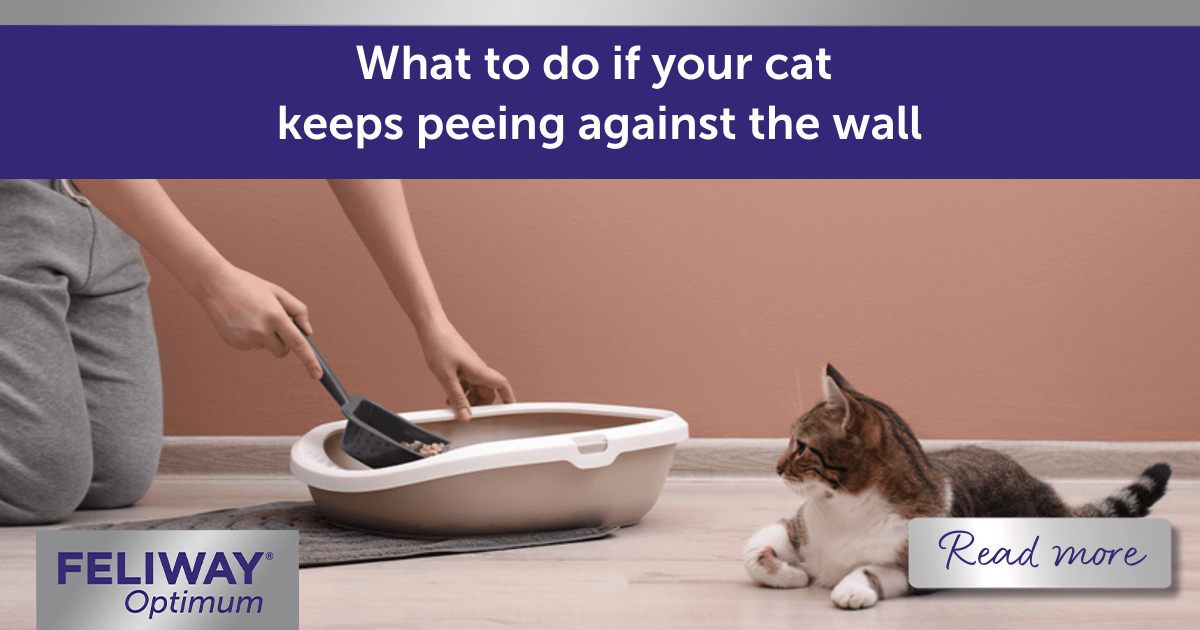 How to Stop Cat Peeing Against the Wall