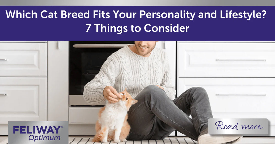 Which Cat Breed Fits Your Personality and Lifestyle? 7 Things to Consider