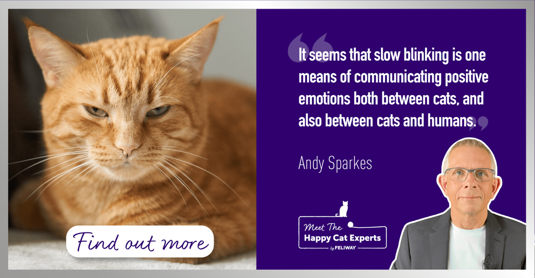 Why Do Cats Slow Blink? A Happy Cat Expert Explains!
