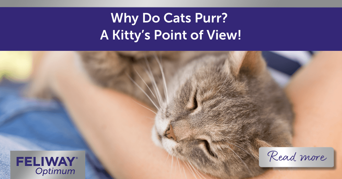 Why do Cats Purr? A Kitty's Point of View