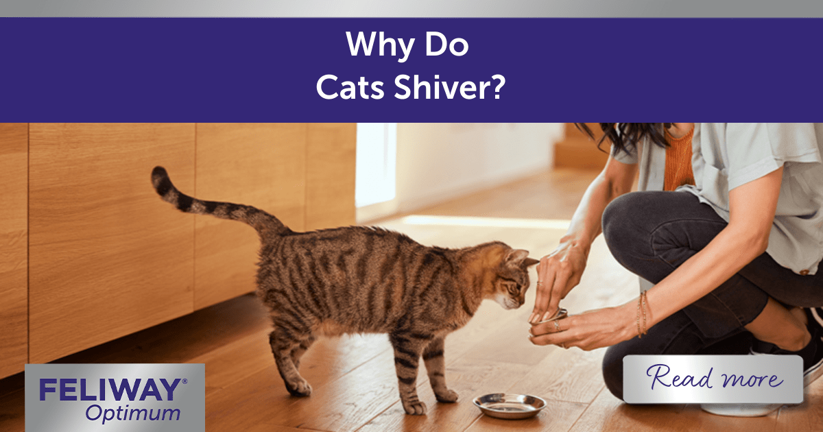 Why Do Cats Shiver?