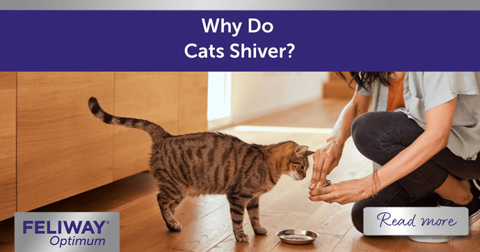 Why Do Cats Shiver?