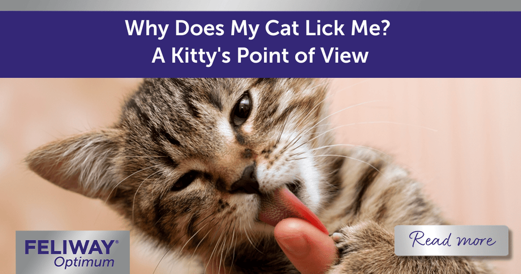 Why Does My Cat Lick Me A Kitty s Point of View