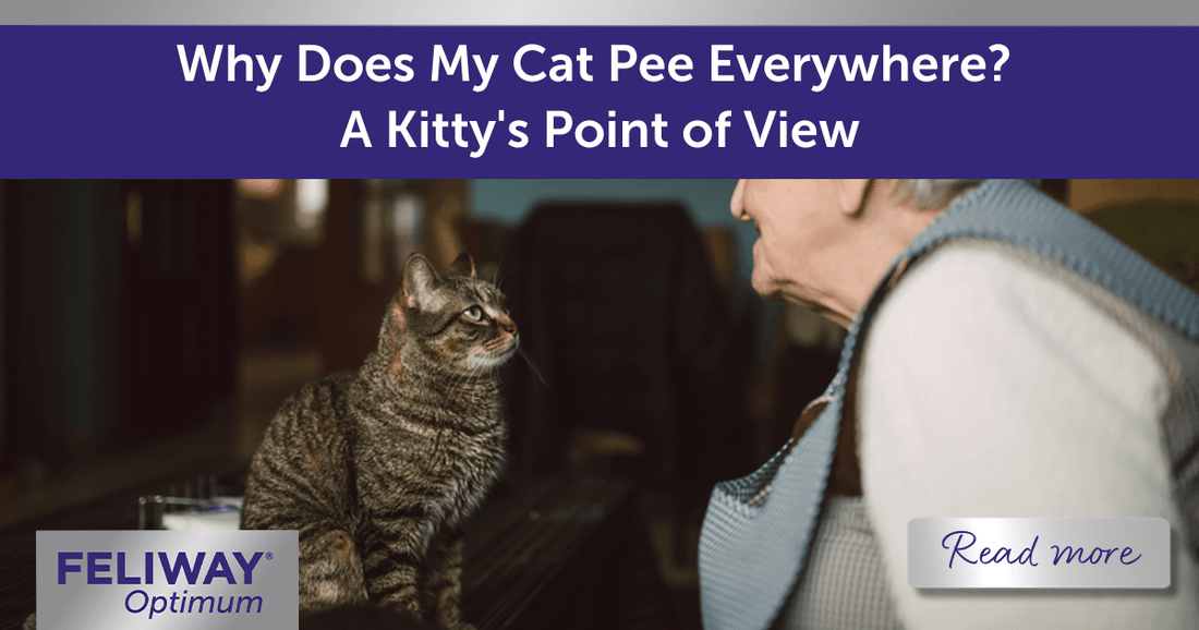 Why Does My Cat Pee Everywhere? A Kitty's Point of View