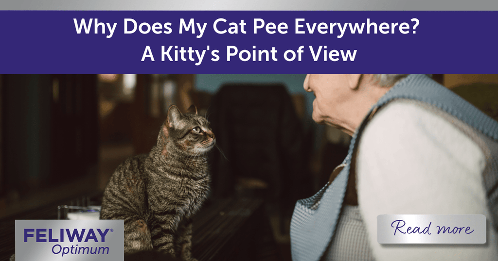 My cat is starting to pee everywhere clearance