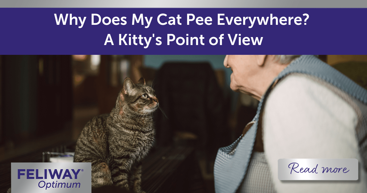Why Does My Cat Pee Everywhere? A Kitty's Point of View Feliway UK