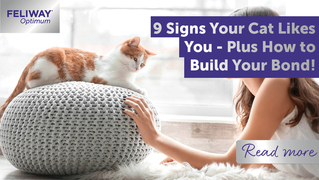 9 Signs Your Cat Likes You - Plus How to Build Your Bond!