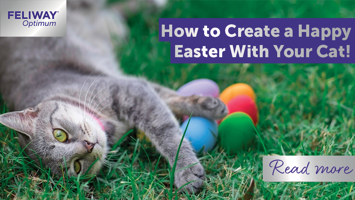 How to Create a Happy Easter With Your Cat!