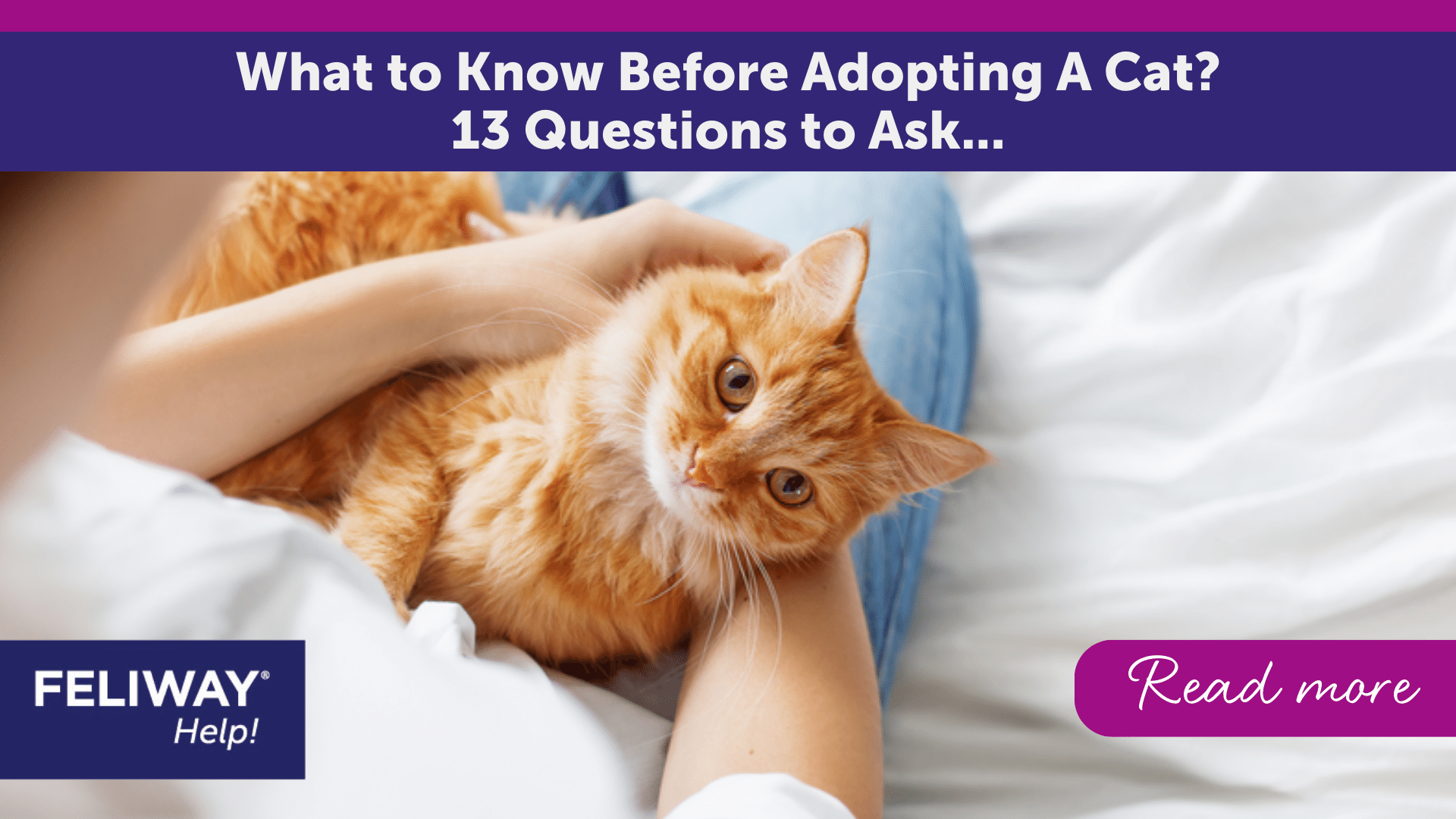 What to know before adopting a cat? 13 questions to ask...