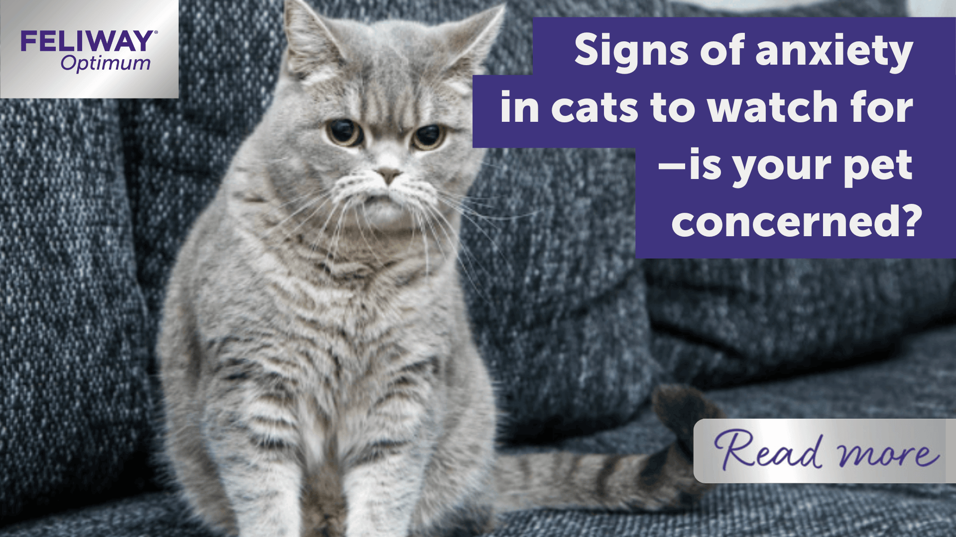 Signs of anxiety in cats to watch for – is your pet concerned?