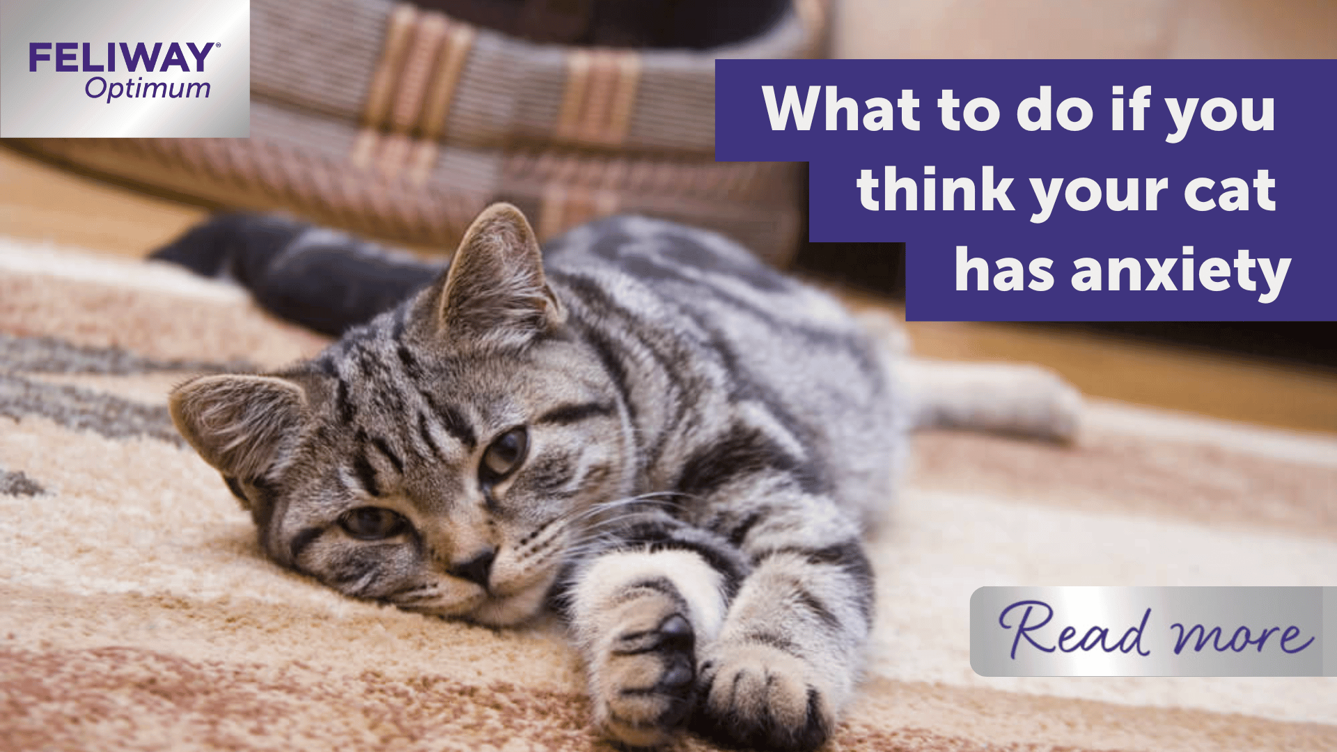 What to do if you think your cat has anxiety