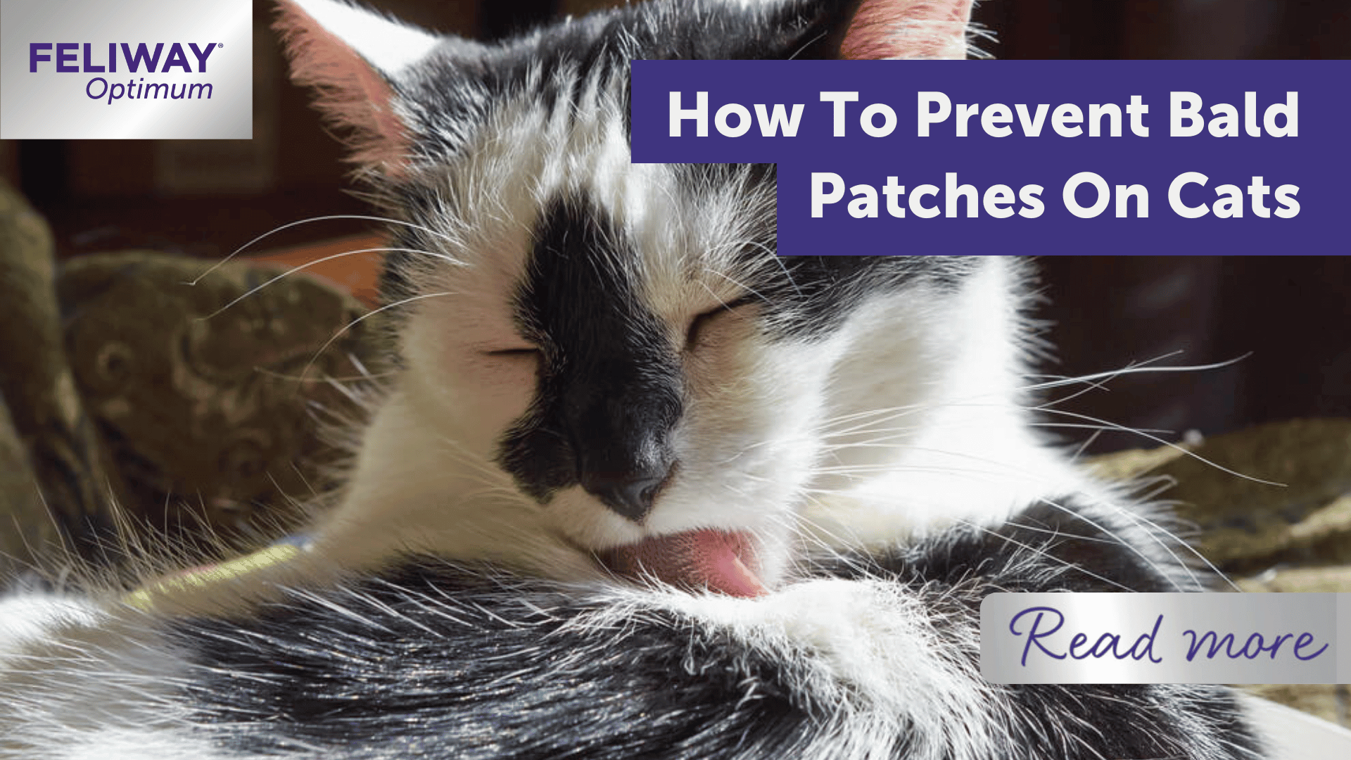 How To Prevent Bald Patches On Cats