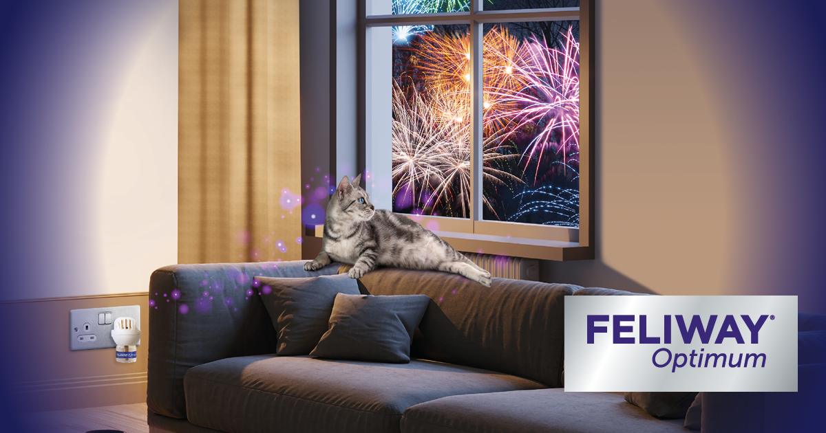 Help Your Kitty Stay Serene Through Firework Celebrations
