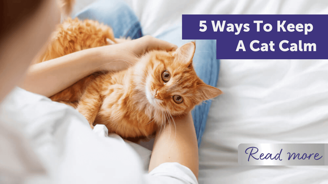 5 Ways To Keep A Cat Calm