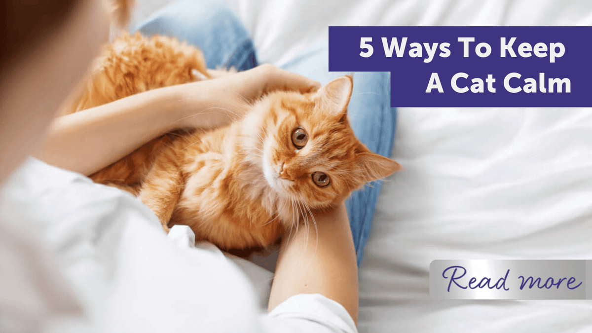 5 Ways To Keep A Cat Calm | FELIWAY Tips and Advice
