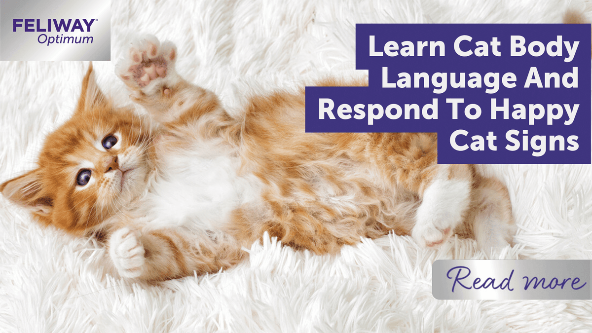 Language Chat Learn Cat Body Language And Respond To Happy Cat Signs