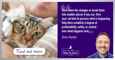 Transitions Are Hard on Cats: Happy Cat Expert Explains How to Help