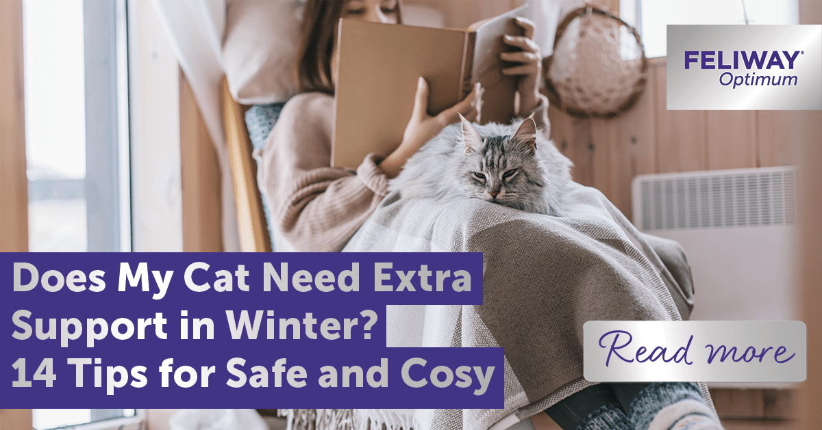 Does My Cat Need Extra Support in Winter? 14 Tips for Safe and Cosy Cats