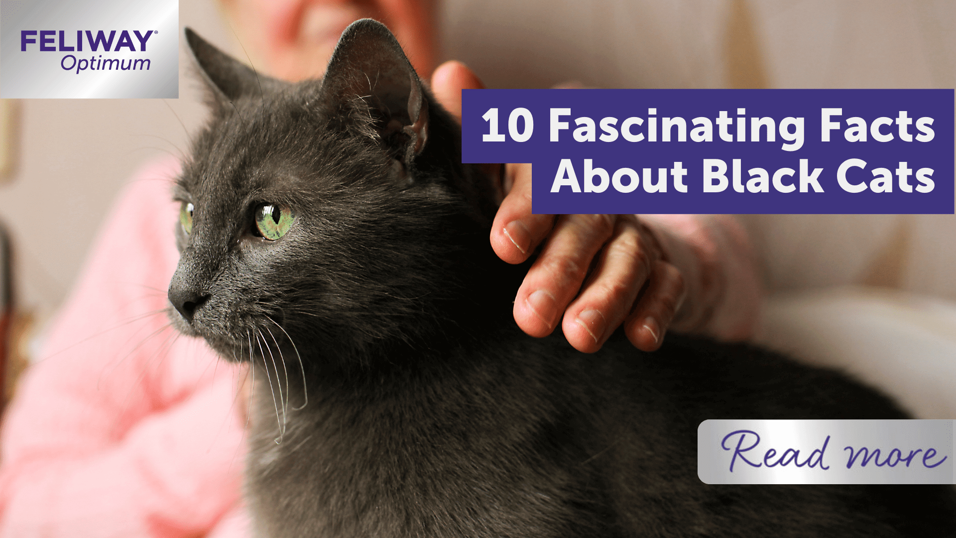 10 fascinating facts about black cats – FELIWAY Shop
