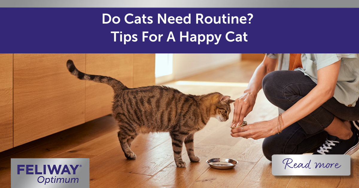 Do Cats Need Routine? Tips For A Happy Cat | FELIWAY