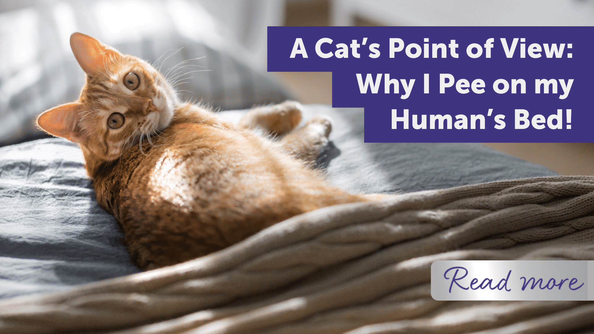 A Cat’s Point of View: Why I Pee on my Human’s Bed!