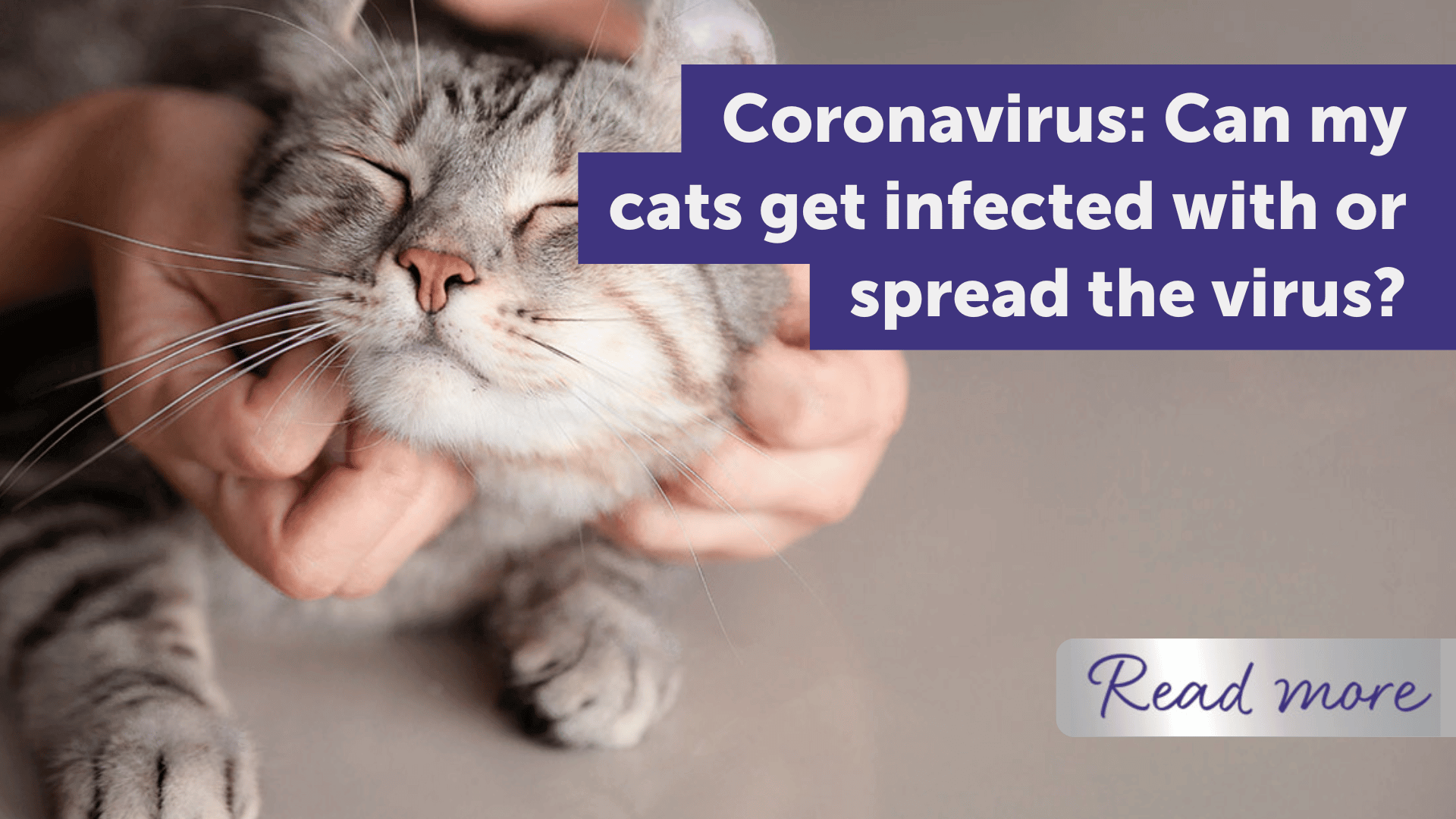 Coronavirus: Can my cats get infected with or spread the virus?