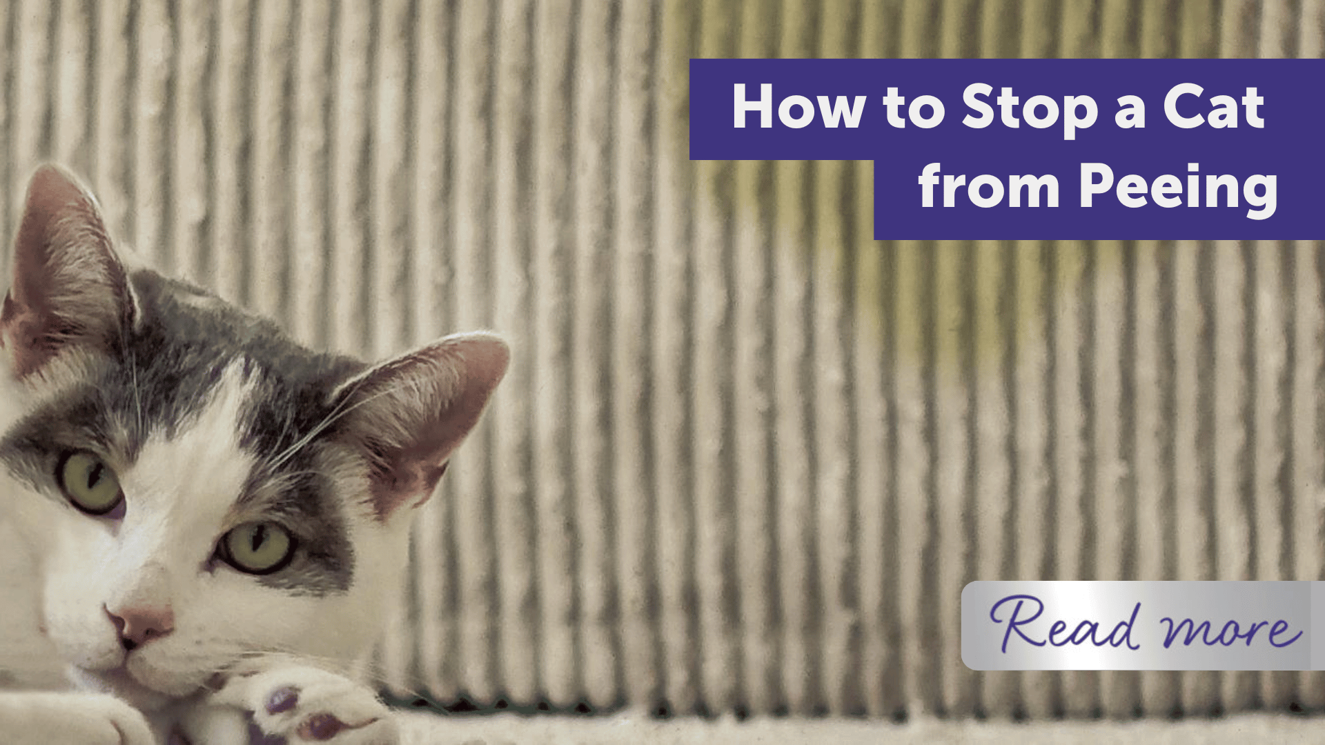 How to Stop a Cat from Peeing Indoors