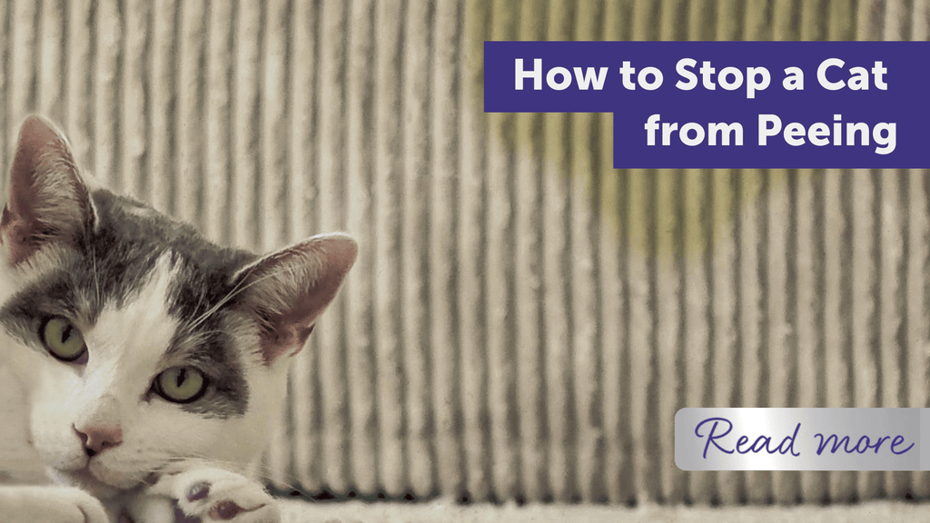 How to Stop a Cat from Peeing in Your House: Proven Tips That Work