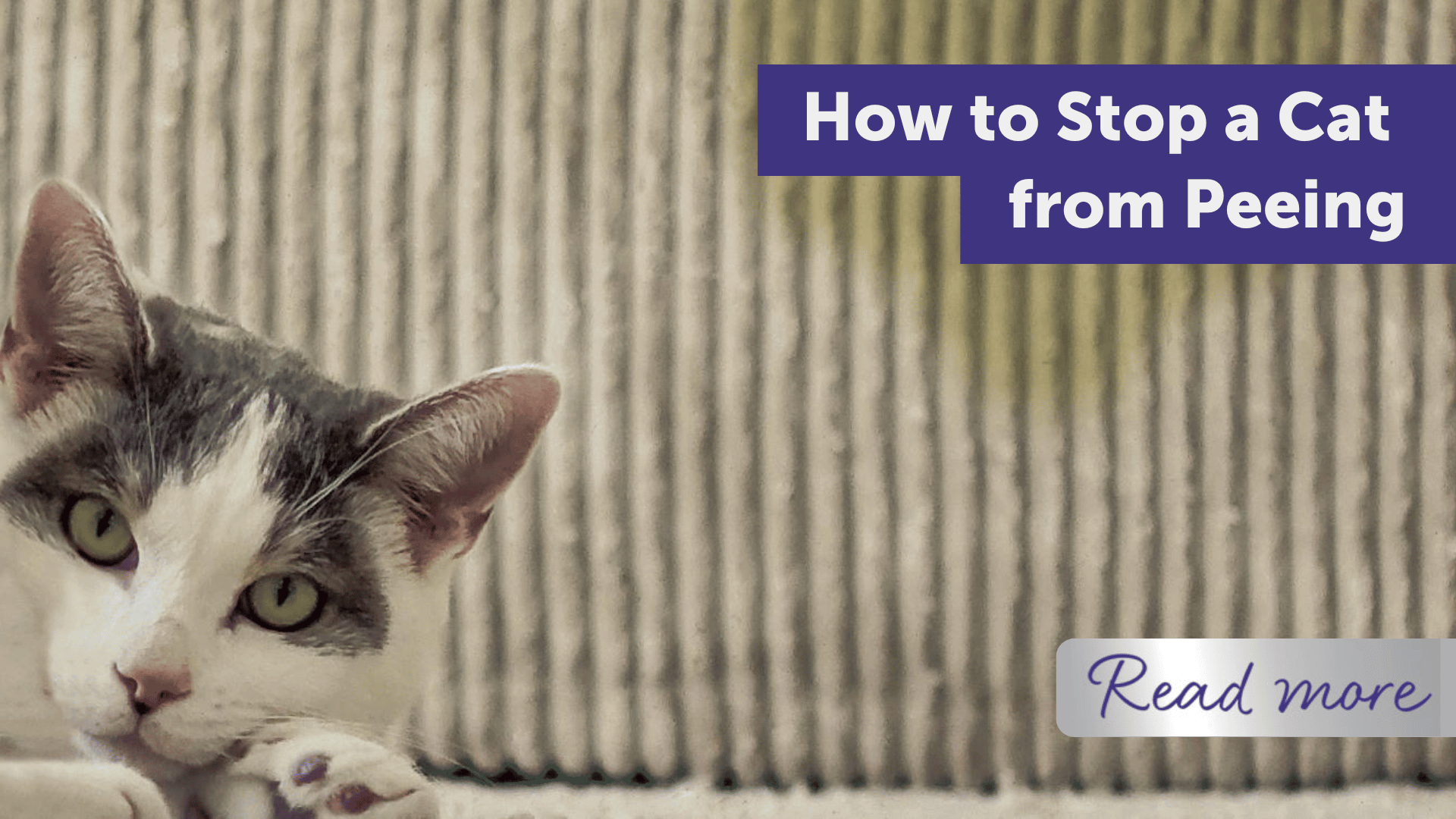 How to Stop a Cat Peeing in the House Effectively