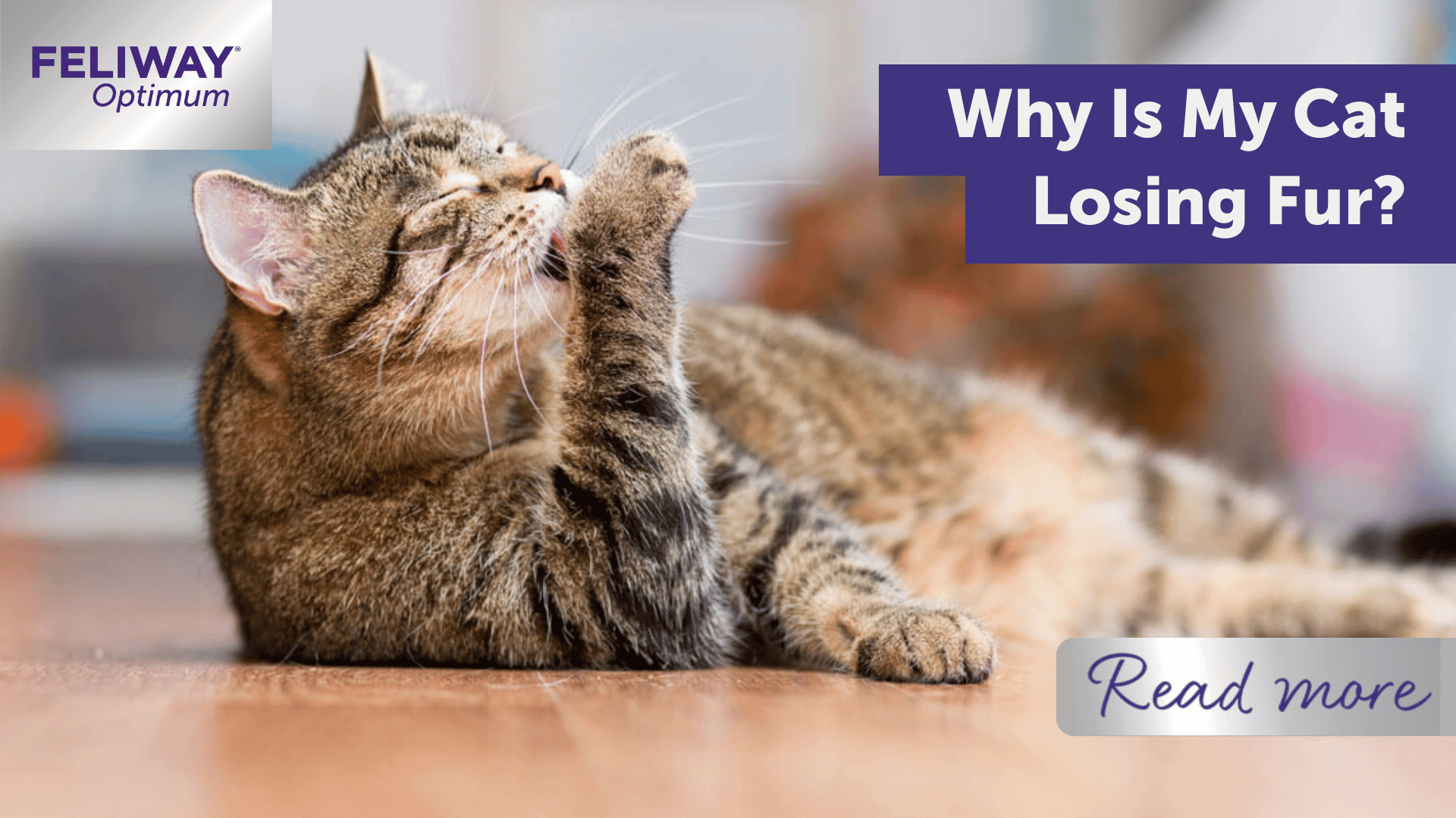 Why Is My Cat Losing Fur? FELIWAY