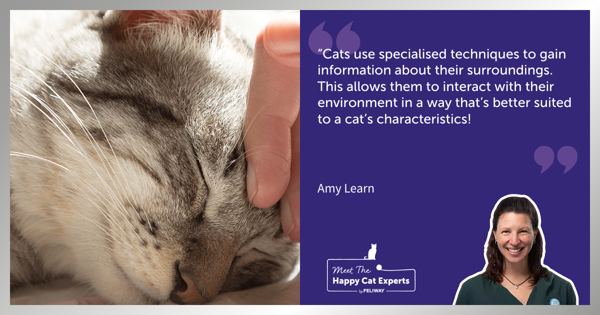 A Cat’s Sense of Touch: A Happy Cat Expert Explains