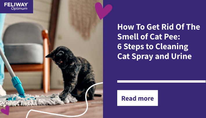 How To Get Rid of The Smell of Cat Pee: 6 Steps to Cleaning Cat Spray and Urine
