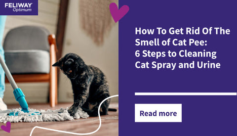How To Get Rid of The Smell of Cat Pee: 6 Steps to Cleaning Cat Spray and Urine