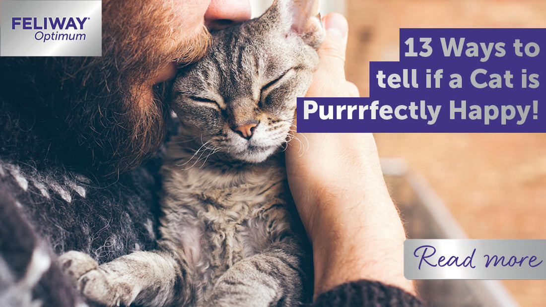 13 Ways to tell if a Cat is Purrrfectly Happy!